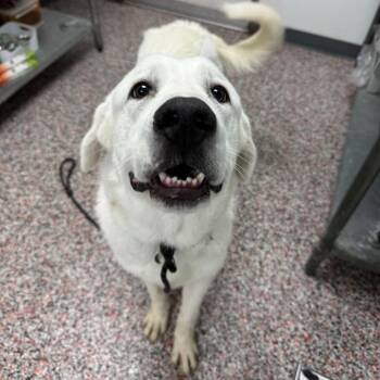 Ajax -  Mixed Breed and Great Pyrenees Dog for Adoption in Salt Lake City, Utah - Ajax | PetCurious