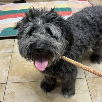 Poodle and Schnauzer Dogs Available for Adoption in Troutdale, Oregon - Leona (mcas) | PetCurious