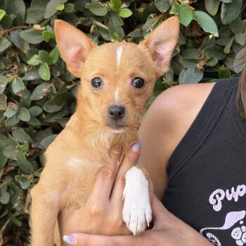 Terrier Dogs Available for Adoption in Pasadena, California - Emily | PetCurious