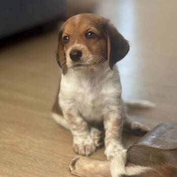 Yuzu - Costa Mesa Location *Available 8/15* -  Beagle and Basset Hound Dog for Adoption in Chino Hills, California - Yuzu - Costa Mesa Location *Available 8/15* | PetCurious
