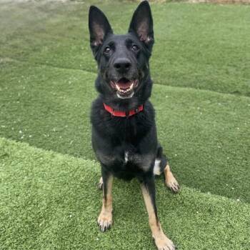 German Shepherd Dog Dogs Available for Adoption - Birdie | PetCurious