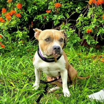 American Staffordshire Terrier Dogs Available for Adoption in Plainfield, Connecticut - Luna | PetCurious