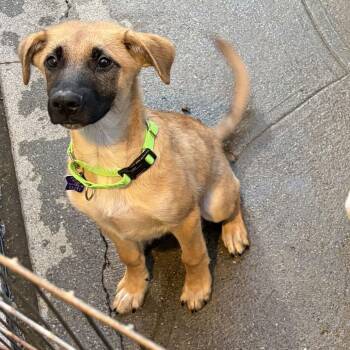 Felix -  Shepherd and Mixed Breed Dog for Adoption in San Francisco, California - Felix | PetCurious