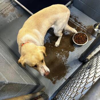 Mixed Breed Dogs Available for Adoption - Elwyn | PetCurious