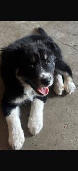Sweet -  German Shepherd Dog Dog for Adoption in Chula Vista, California - Sweet | PetCurious