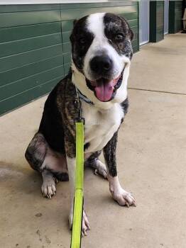 REMINGTON -  German Shepherd Dog and Mixed Breed Dog for Adoption in Leesburg, Virginia - REMINGTON | PetCurious