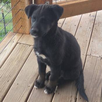 Mixed Breed Dogs Available for Adoption in Park City, Utah - Indy | PetCurious