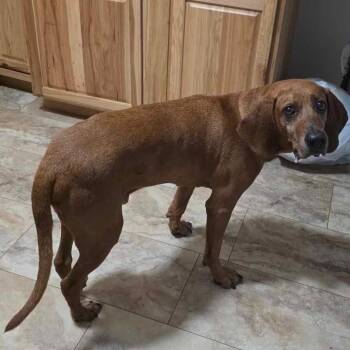 Redbone Coonhound Dogs Available for Adoption in Brooksville, Kentucky - Barney | PetCurious