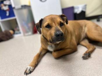 Labrador Retriever Dogs Available for Adoption - Sadie | PetCurious