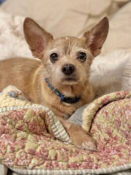 Tito -  Wire Fox Terrier Dog for Adoption in Pottstown, Pennsylvania - Tito | PetCurious