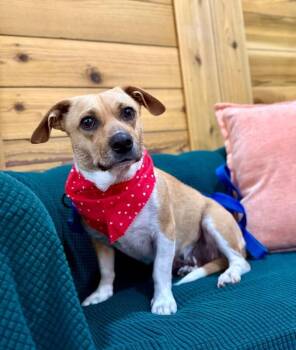 Dachshund and Chihuahua Dogs Available for Adoption in Friendswood, Texas - Crouton Cutie | PetCurious