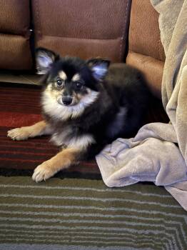 Pomeranian and Husky Dogs Available for Adoption in Margate, Florida - Tacobell | PetCurious