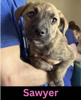 Mixed Breed Dogs Available for Adoption in The Woodlands, Texas - Sawyer | PetCurious
