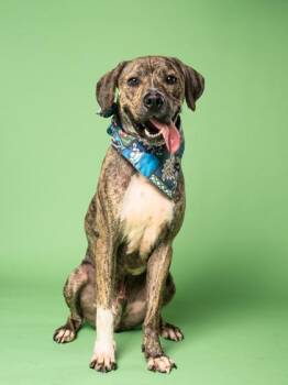 Coolio -  Mixed Breed Dog for Adoption in Atlanta, Georgia - Coolio | PetCurious