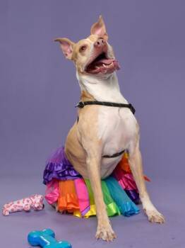 Tasha -  Mixed Breed Dog for Adoption in Atlanta, Georgia - Tasha | PetCurious