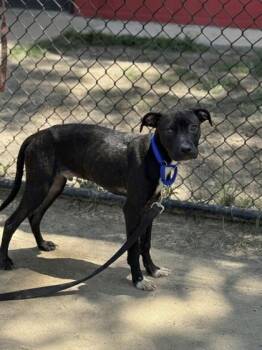 Pebbles -  Mixed Breed Dog for Adoption in West Chester, Pennsylvania - Pebbles | PetCurious