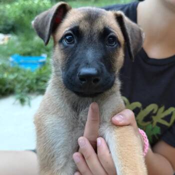 Rocky -  Mixed Breed Dog for Adoption in Fredericksburg, Virginia - Rocky | PetCurious