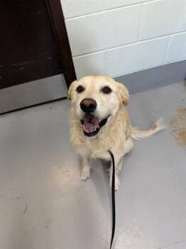 Labrador Retriever Dogs Available for Adoption in Corpus Christi, Texas - GUERA | PetCurious