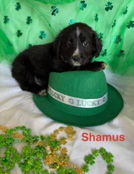 Golden Retriever and Labrador Retriever Dogs Available for Adoption - Lucky Charms :  Shamus | PetCurious