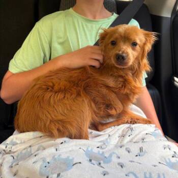REMY -  Chihuahua Dog for Adoption in Sanford, North Carolina - REMY | PetCurious