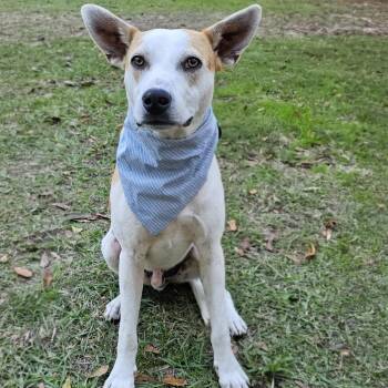 Rescue Hound and Australian Cattle Dog Blue Heeler Dogs for Adoption in Bonifay, Florida - Petey (Coming Soon) | PetCurious