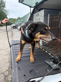 Muscles -  Shepherd Dog for Adoption in Providence Forge, Virginia - Muscles | PetCurious