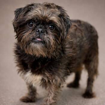 Shih Tzu Dogs Available for Adoption - Ida - Little Gremlin Girl | PetCurious