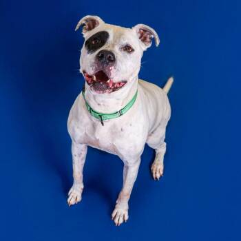 Monte -  Pit Bull Terrier and Mixed Breed Dog for Adoption in Wilmington, Delaware - Monte | PetCurious
