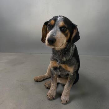 Hound Dogs Available for Adoption in Elyria, Ohio - Crepe | PetCurious