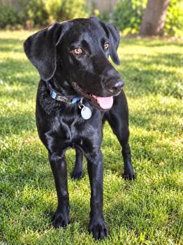 Otis -  Labrador Retriever Dog for Adoption in Franklin, Tennessee - Otis | PetCurious