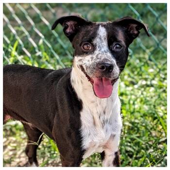 Rescue Cattle Dog Dogs for Adoption in Eustis, Florida - Pandora | PetCurious