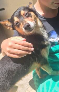 Rescue Chihuahua Dogs for Adoption in Boca Raton, Florida - Sammy | PetCurious