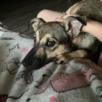 Milly -  Chihuahua and Mixed Breed Dog for Adoption in San Antonio, Texas - Milly | PetCurious