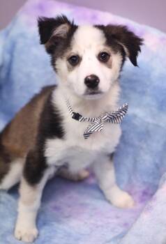 Australian Shepherd Dogs Available for Adoption - Phyllis In NH! Come Meet Our Adoptable Dogs Wednesday-Saturday.  | PetCurious