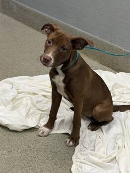 LATTE -  Pit Bull Terrier Dog for Adoption in Las Vegas, Nevada - LATTE | PetCurious
