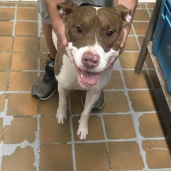 Rescue Mixed Breed Dogs for Adoption in Huntington, West Virginia - Murdoc 5 Day Hold 9/13 | PetCurious