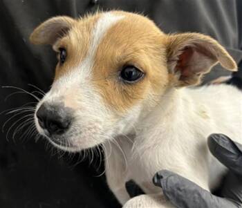 Pit Bull Terrier Dogs Available for Adoption in San Bernardino, California - LADY | PetCurious