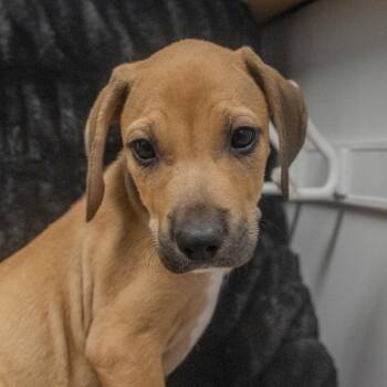 Chalupa -  Hound and Mixed Breed Dog for Adoption in Pawling, New York - Chalupa | PetCurious