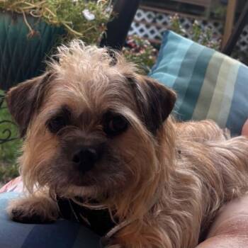 Bubby -  Cairn Terrier Dog for Adoption in Toronto, Ontario - Bubby | PetCurious