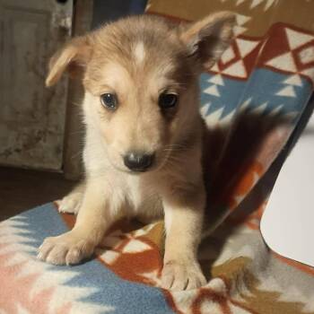 Rescue German Shepherd Dog Dogs for Adoption in Lucas, Texas - JASPER GS | PetCurious