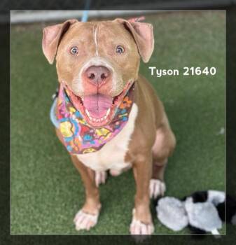 TYSON -  Pit Bull Terrier Dog for Adoption in Marietta, Georgia - TYSON | PetCurious