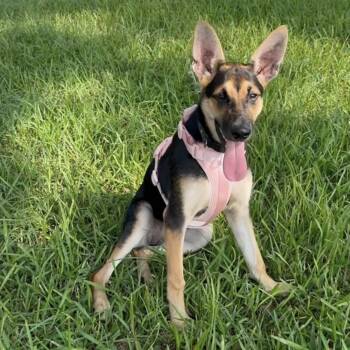 Daisy Mae -  German Shepherd Dog Dog for Adoption in Sealy, Texas - Daisy Mae | PetCurious