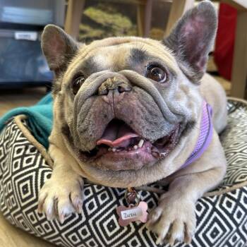 Zuzu 14292 -  French Bulldog Dog for Adoption in San Francisco, California - Zuzu 14292 | PetCurious