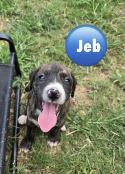 Jeb (