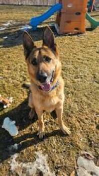 German Shepherd Dog Dogs Available for Adoption - Hunter | PetCurious