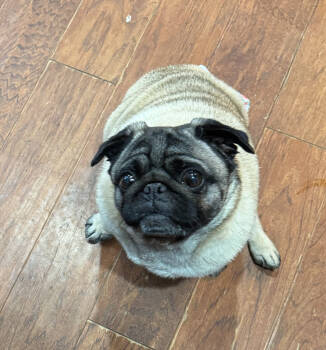 Rescue Pug Dogs for Adoption in Seattle, Washington - Holly | PetCurious