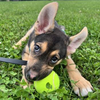 Quinoa -  Shepherd Dog for Adoption in Oakville, Ontario - Quinoa | PetCurious