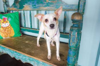 Caramel -  Chihuahua and Terrier Dog for Adoption in San Antonio, Texas - Caramel | PetCurious