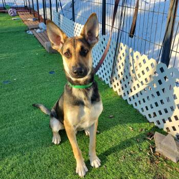 German Shepherd Dog and Mixed Breed Dogs Available for Adoption - Cosimo | PetCurious