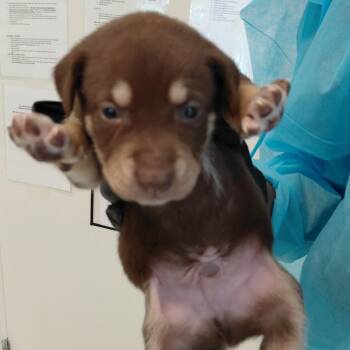 Polaris 8416 -  Mixed Breed Dog for Adoption in Loxahatchee Groves, Florida - Polaris 8416 | PetCurious